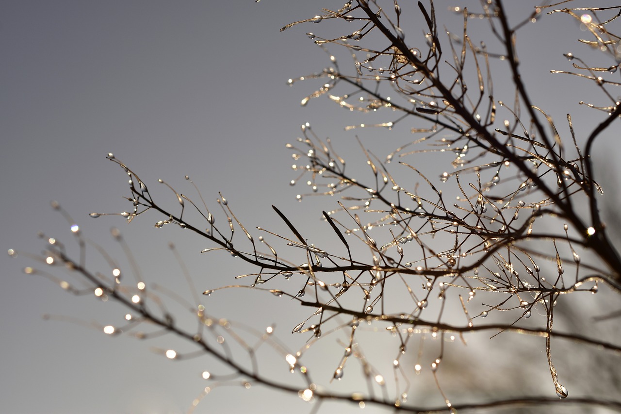 Winter Holiday Safety: Tips for Vacationers
